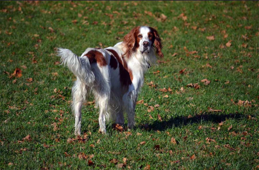 Red and White Setter 'King'