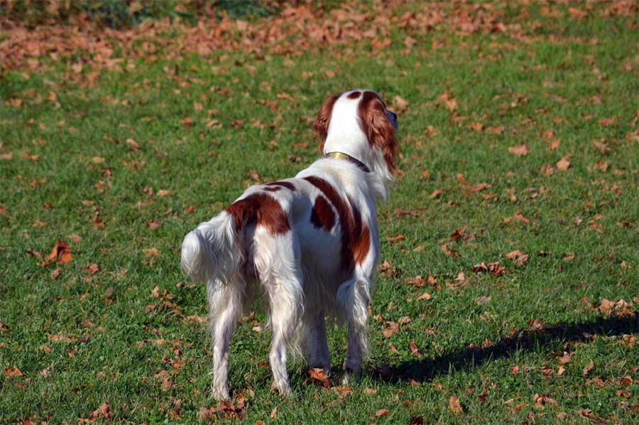 Red and White Setter 'King'