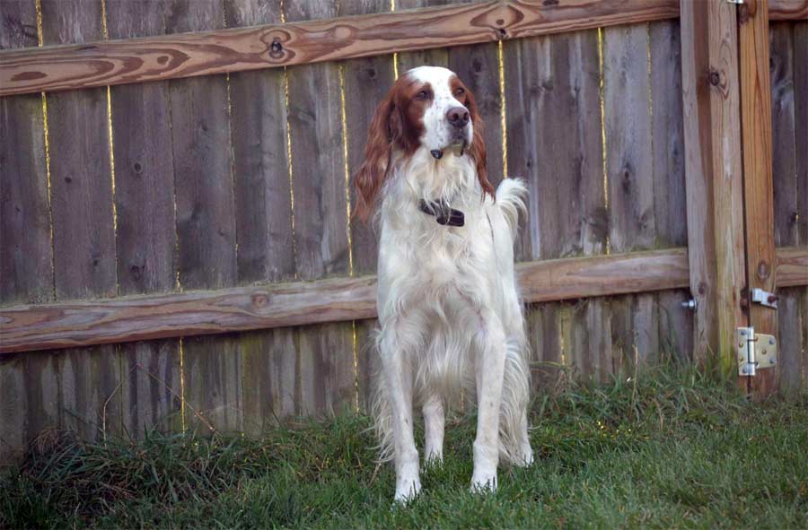 Red and White Setter 'King'