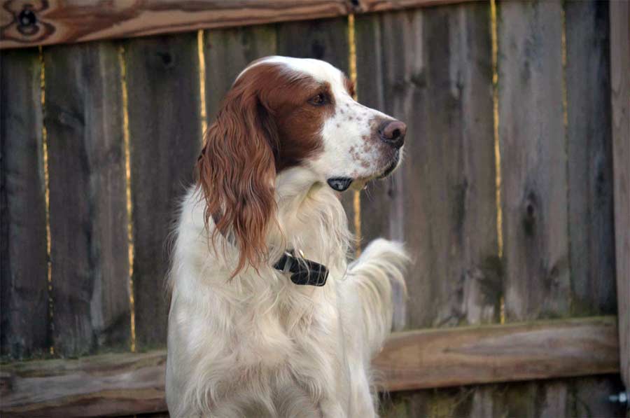 Red and White Setter 'King'