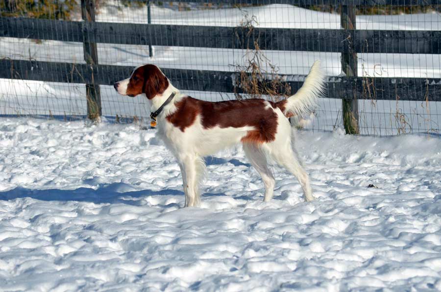 Red and White Setter 'Winnie'