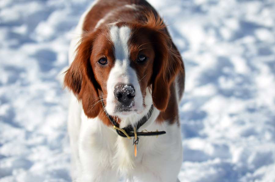 Red and White Setter 'Winnie'