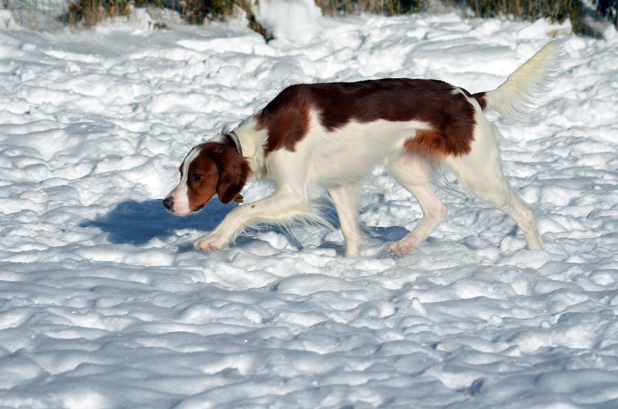 Red and White Setter 'Winnie'