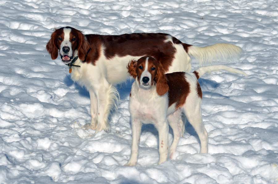 Red and White Setter 'Winnie'