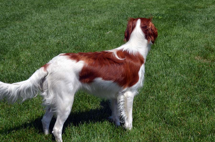 Year old AKC Irish Red and white female