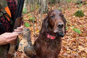 Hunting Companion