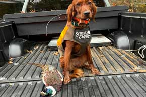 Pheasant and Irish Setter in Truck Bed