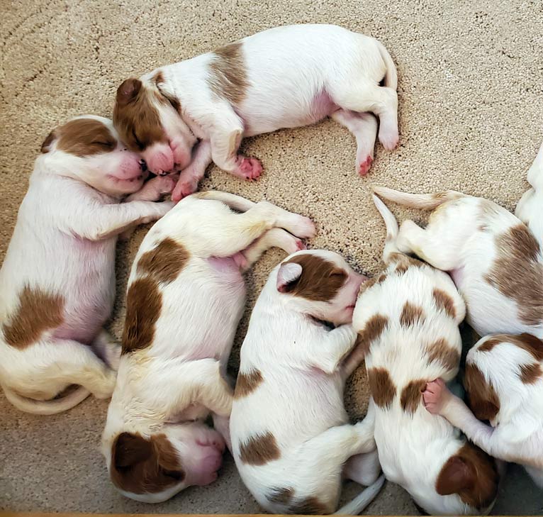 AKC Irish red and white puppies